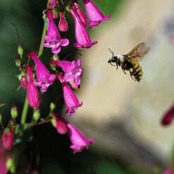 Coconino County Desert Penstemon -Garden Wonders emmis oure penstemon coconino county with bee cropped 1