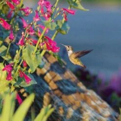 Coconino County Desert Penstemon -Garden Wonders emmis oure penstemon coconino county with hummingbird cropped 1