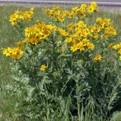 Engelmann's Daisy (Engelmannia) -Garden Wonders engelmannia texas roadway pgh 1