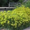 Kannah Creek® Sulphur Buckwheat -Garden Wonders eriogonum umbellatum kanah creek 5
