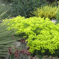 Kannah Creek® Sulphur Buckwheat 7 Kannah Creek® Sulphur Buckwheat -Garden Wonders eriogonum umbellatum kendrick lake lakewood co 1