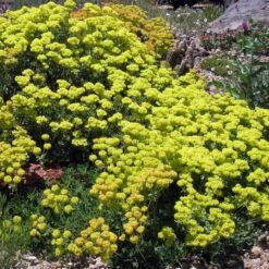 Kannah Creek® Sulphur Buckwheat 8 Kannah Creek® Sulphur Buckwheat -Garden Wonders eriogonum umbellatum v aureum kanah creek 49695 1