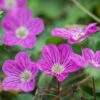 Bishop's Form Heronsbill (Erodium) -Garden Wonders erodium bishops form 1