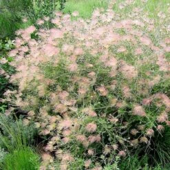 Apache Plume (Fallugia) -Garden Wonders fallugia paradoxa j. sedbrook1 plant select cropped