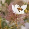 Apache Plume (Fallugia) -Garden Wonders fallugia paradoxa bee seed head cropped