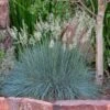 Siskiyou Blue Fescue Grass -Garden Wonders festuca idahoensis siskiyou blue 4
