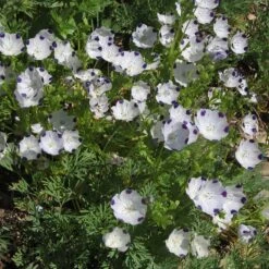 Garden Wonders -Garden Wonders five spot