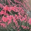 FlowerKisser® Weeping Pink Texas Yucca (Hesperaloe) -Garden Wonders flowerkisser weeping pink texas yucca hesperaloe close up of flowers