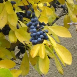 Berry Girl New Mexico Privet 11 Berry Girl New Mexico Privet -Garden Wonders forestiera neomexicana fall foliage and fruit 52550 1