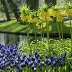 Yellow Crown Imperial -Garden Wonders fritallarialutea 1