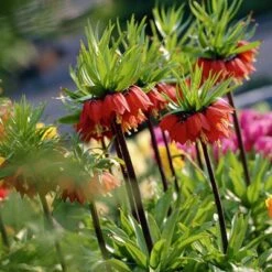 Red Crown Imperial -Garden Wonders fritillariared2