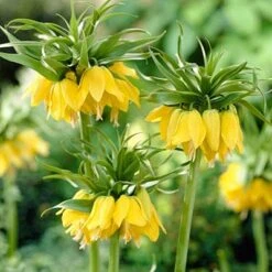 Yellow Crown Imperial -Garden Wonders fritillariayellow1 1