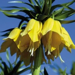 Yellow Crown Imperial -Garden Wonders fritillariayellow 1