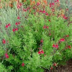 Furman's Red Texas Salvia -Garden Wonders furmans red texas salvia