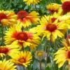 Amber Wheels Gaillardia -Garden Wonders gaillardia aristida amber wheels 3