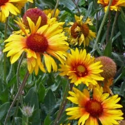 Amber Wheels Gaillardia -Garden Wonders gaillardia aristida amber wheels 4