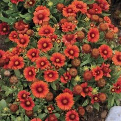 Arizona Red Shades Gaillardia -Garden Wonders gaillardia arizona red shades flowers
