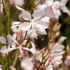 Snow Fountain Gaura 9 Snow Fountain Gaura -Garden Wonders gaura lindheimeri snowfountain bloom