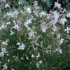 Snow Fountain Gaura -Garden Wonders gaura snow fountain 003 plant haven