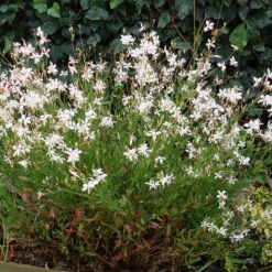 Snow Fountain Gaura 7 Snow Fountain Gaura -Garden Wonders gaura snow fountain plant haven 1