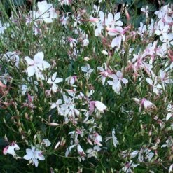 Snow Fountain Gaura 8 Snow Fountain Gaura -Garden Wonders gaura snow fountain plant haven