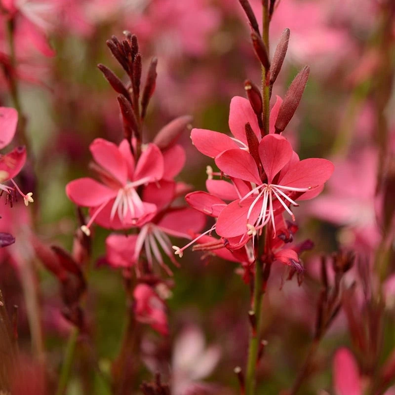 Whiskers Deep Rose Gaura 4 Whiskers Deep Rose Gaura - Image 2