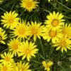 Colorado Gold® Gazania -Garden Wonders gazania linearis colorado gold treassure flower