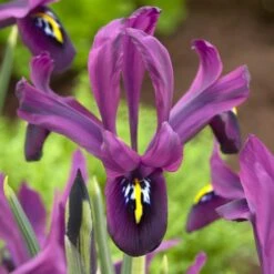Wildflower Iris Bulb Collection -Garden Wonders george mini iris specie iris purple 1