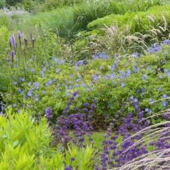 Johnson's Blue Geranium 5 Johnson's Blue Geranium -Garden Wonders geranium johnsons blue in garden cropped 19