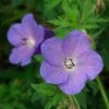 Johnson's Blue Geranium -Garden Wonders geranium johnsons blue paul drobot