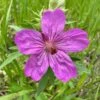 Sticky Geranium -Garden Wonders geranium viscosissimum 1