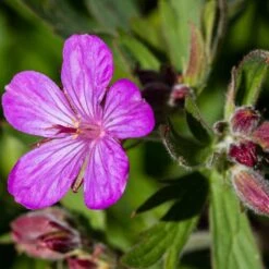 Sticky Geranium -Garden Wonders geranium viscosissimum 3