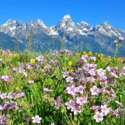 Sticky Geranium -Garden Wonders geranium viscosissimum 4