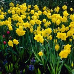 Gigantic Star Large Cupped Daffodil 6 Gigantic Star Large Cupped Daffodil -Garden Wonders gigantic star daffodil visi11800