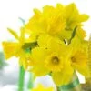Gigantic Star Large Cupped Daffodil -Garden Wonders gigantic star daffodil narcissus cropped