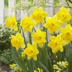 Gigantic Star Large Cupped Daffodil 7 Gigantic Star Large Cupped Daffodil -Garden Wonders gigantic star daffodil narcissus cropped 1
