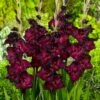 Espresso Gladiolus 1 Espresso Gladiolus -Garden Wonders gladiolus espresso flwoer blooms garden