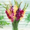 Mardi Gras Gladiolus Mix -Garden Wonders gladiolus mardi gras mix