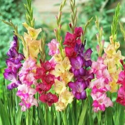 Rainbow Gladiolus Mix -Garden Wonders gladiolusmix3 1