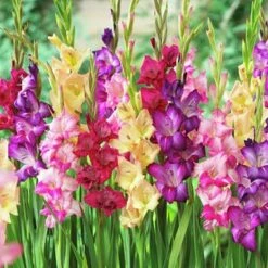 Rainbow Gladiolus Mix -Garden Wonders gladiolusmix4 1
