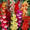 Parrot Gladiolus Mix -Garden Wonders gladiolusparrotmix1 1