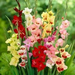 Parrot Gladiolus Mix 5 Parrot Gladiolus Mix -Garden Wonders gladiolusparrotmix 1