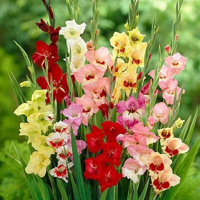 Parrot Gladiolus Mix 4 Parrot Gladiolus Mix - Image 2