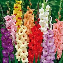 Rainbow Gladiolus Mix -Garden Wonders gladiolusrainbowmix 3
