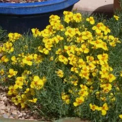 Garden Wonders -Garden Wonders gold on blue prairie zinnia