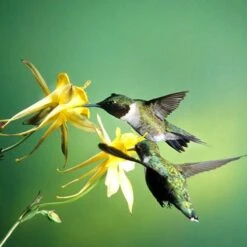 Golden Spur Columbine 10 Golden Spur Columbine -Garden Wonders golden spur columbine aquilegia