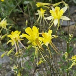 Golden Spur Columbine 11 Golden Spur Columbine -Garden Wonders golden spur columbine aquilegia