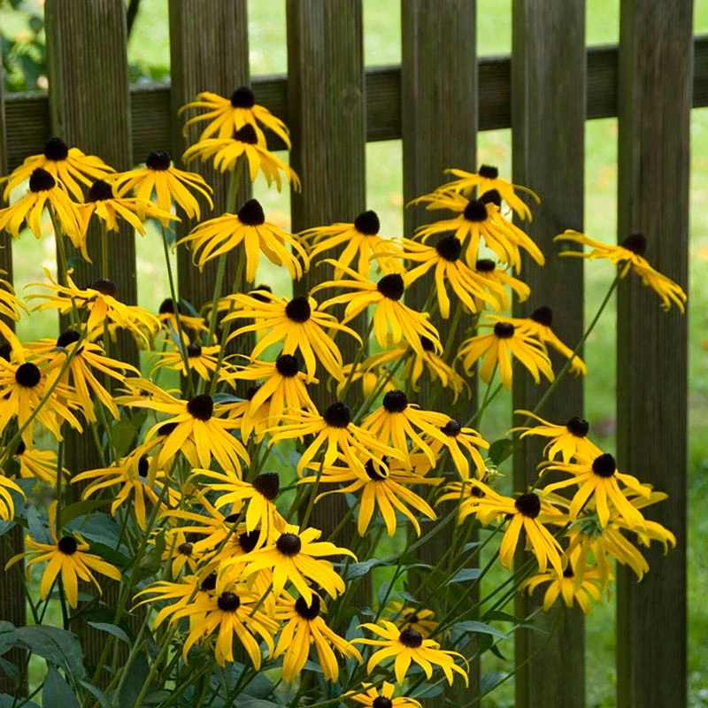 Goldsturm Black Eyed Susan 6 Goldsturm Black Eyed Susan - Image 5