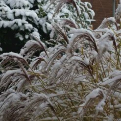 Gracillimus Miscanthus Grass -Garden Wonders gracillimus miscanthus grass