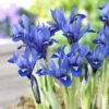 Harmony Specie Iris (Mini Iris) -Garden Wonders harmony mini iris specie iris 1
